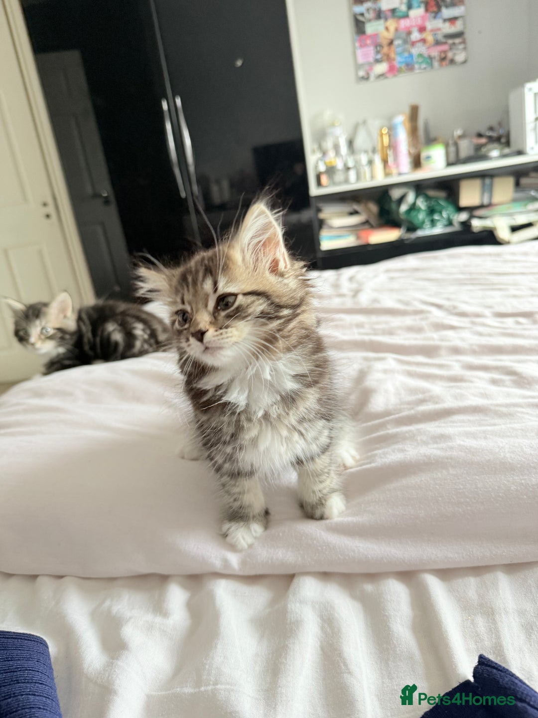 Ragdoll cats for sale: Ragdoll and Russian blue mix  - Image 13