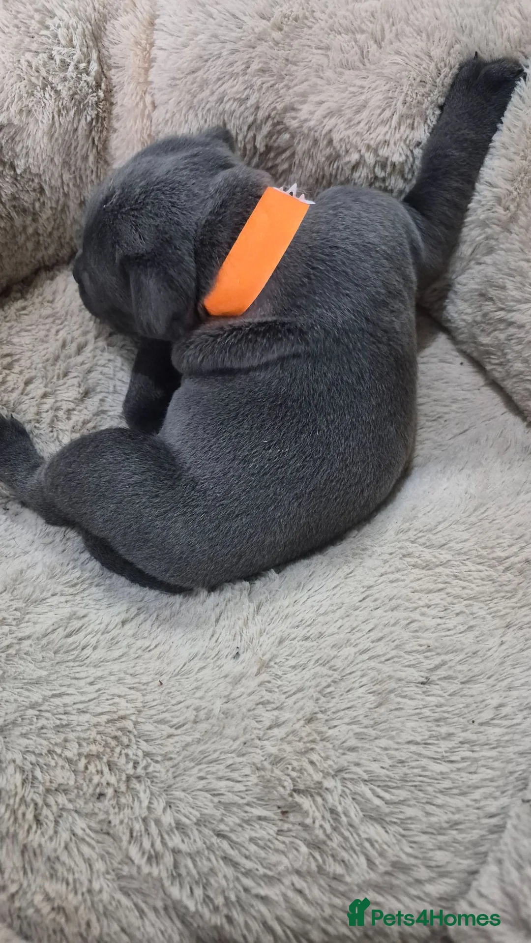 Staffordshire Bull Terrier dogs for sale: KC registered Staffordshire Bull Terrier Puppies  - Advert 2