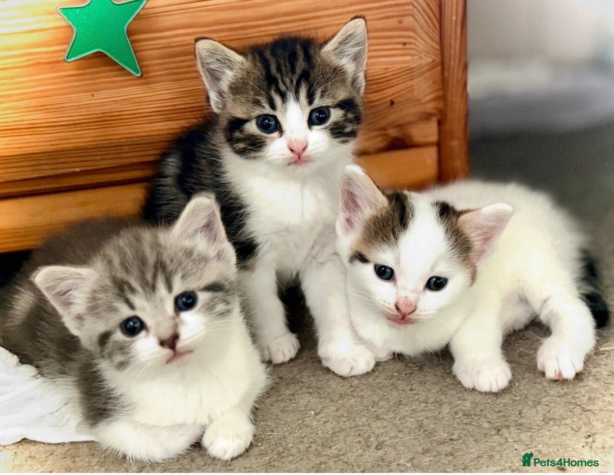 Mixed Breed cats Litter of 3 Tabby & White Kittens 1 Boy 2 Girls - Advert 1
