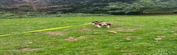 Beagle dogs for sale: Loving young Beagle looking for new home  - Advert 2