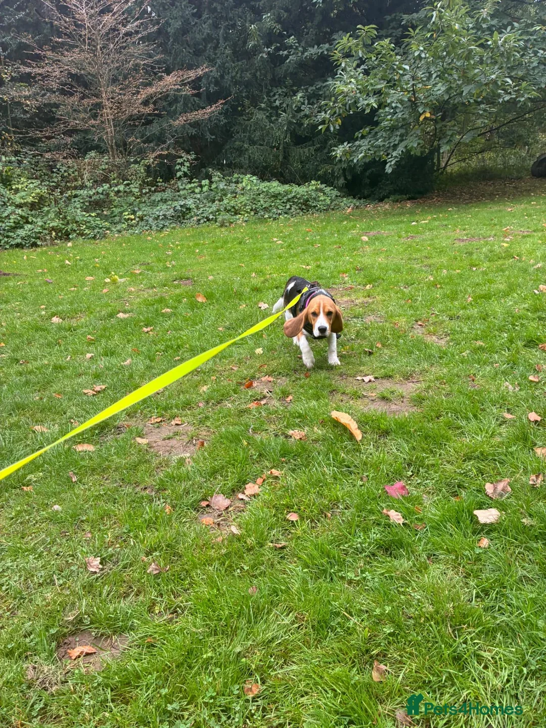 Beagle dogs for sale: Loving young Beagle looking for new home  - Advert 2