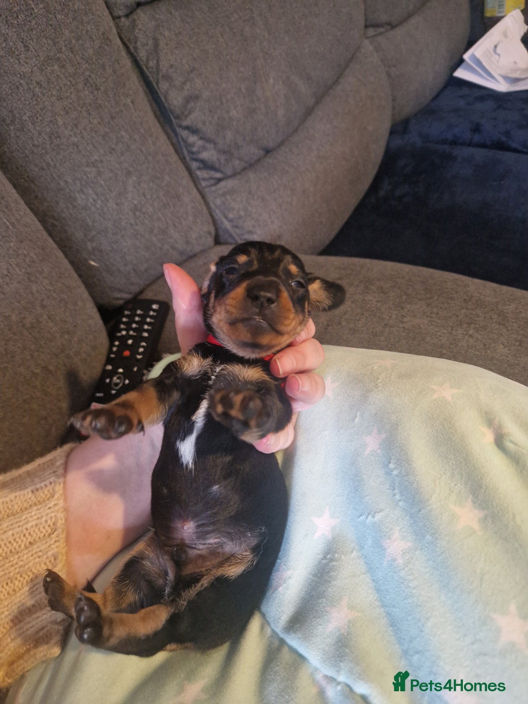 Miniature Dachshund dogs for sale: Miniature dachshund  - Advert 20