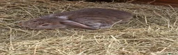 Mini Lop rabbits for sale: **mini lops ready now ** - Advert 12