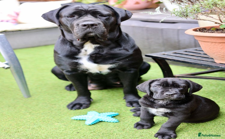 Cane Corso dogs - Advert 1