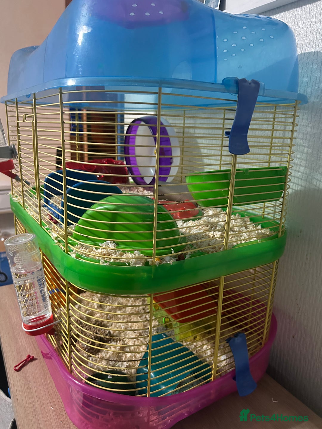 Hamster rodents for sale: Female Syrian Hamster - Advert 5