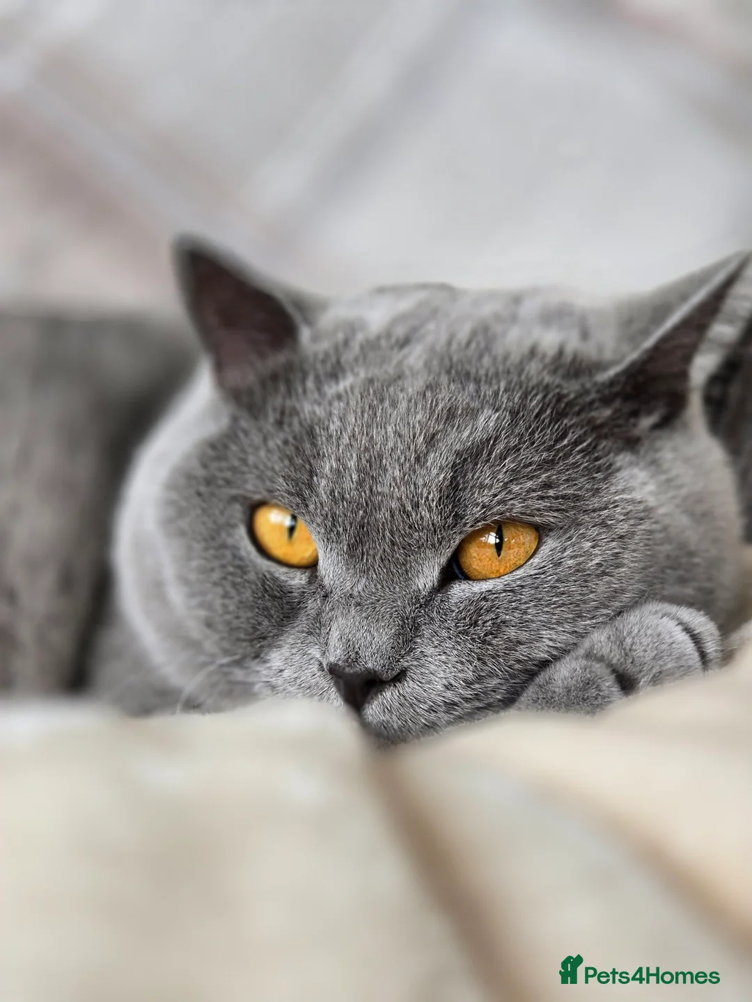 British Shorthair cats for sale: Gorgeous Fluffy Cloud 3yr old Gandalf - Advert 12