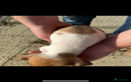Jack Russell dogs for sale: Jack russle puppies  - Image 2