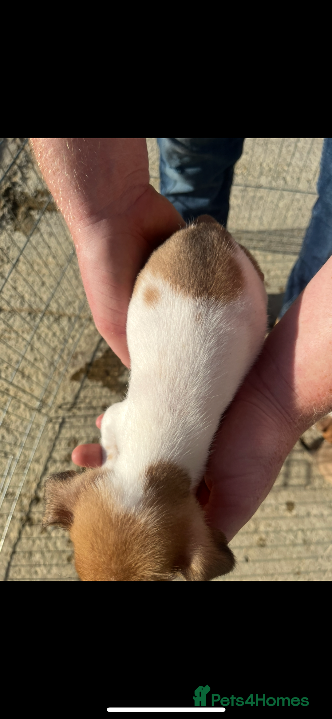 Jack Russell dogs for sale: Jack russle puppies  - Image 2