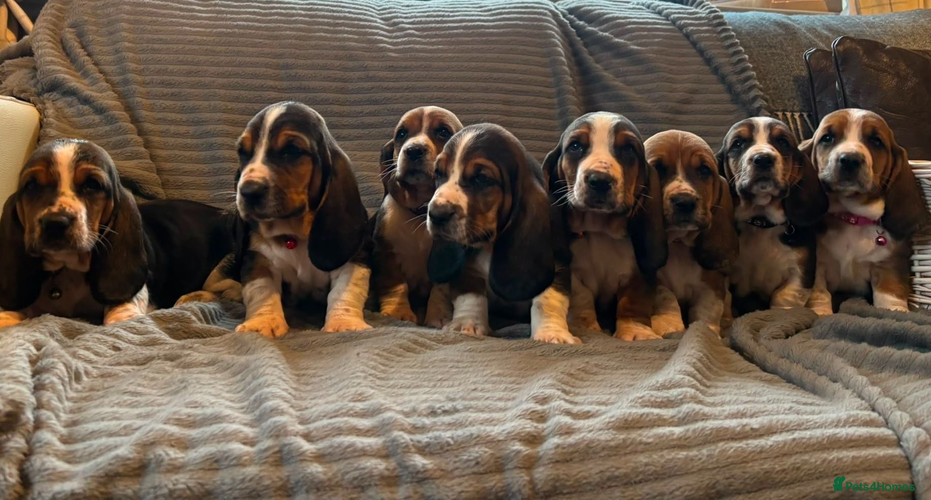 Basset Hound dogs Basset Hound puppies for sale - Advert 4