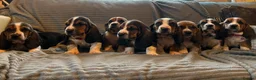 Basset Hound dogs for sale: Basset Hound puppies for sale - Advert 1