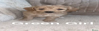 Cockapoo 3