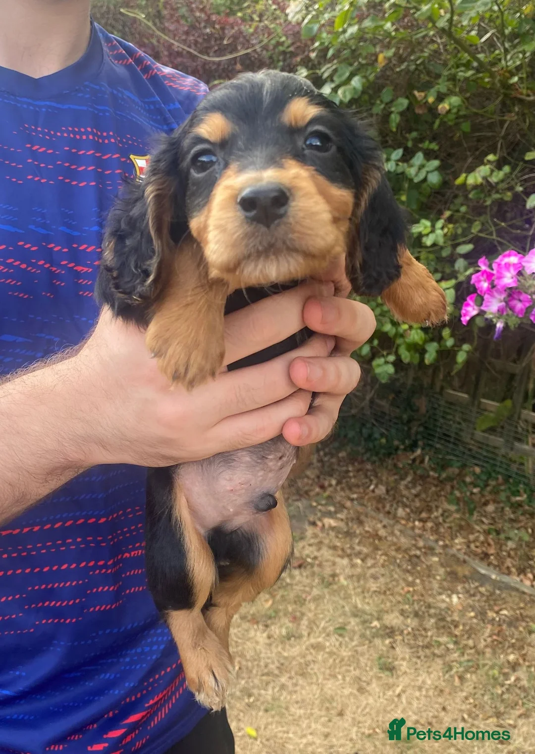 Cocker Spaniel dogs for sale: Five Cocker Spaniel Puppies in Gloucester - Advert 2