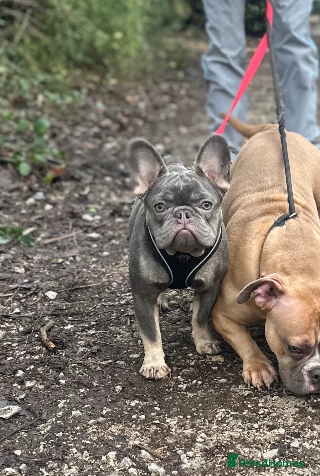 French Bulldog dogs Lilac and tan French bulldog carries Isabella  - Advert 2