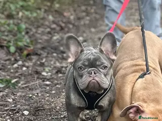 French Bulldog dogs Lilac and tan French bulldog carries Isabella - Advert 2