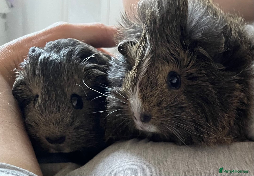 Guinea Pig rodents for sale: Bonded pair of female guinea pig pups - Advert 1