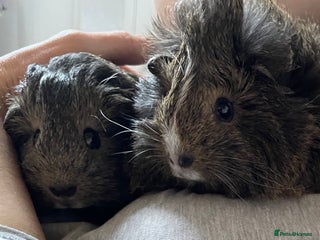 Guinea Pig rodents Bonded pair of female guinea pig pups - Advert 1