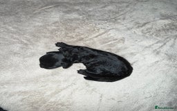 Cockapoo dogs for sale: F1 cockapoo puppies LAST GIRL  - Image 6