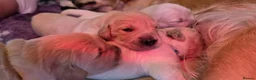 Golden Retriever dogs for sale: KC Golden Retrievers 🧬 Health Tested Parents - Advert 7