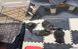 Maine Coon cats for sale: 3 females 1 male Maine Coone kittens - Image 9