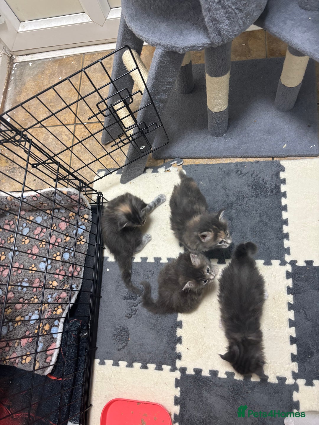 Maine Coon cats for sale: 3 females 1 male Maine Coone kittens - Image 9