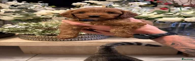 Cavapoo 1