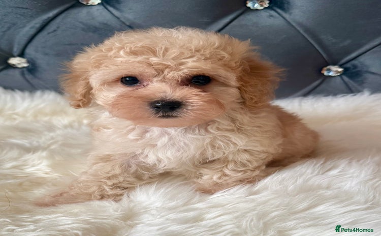 Maltipoo dogs in Manchester - Advert 4