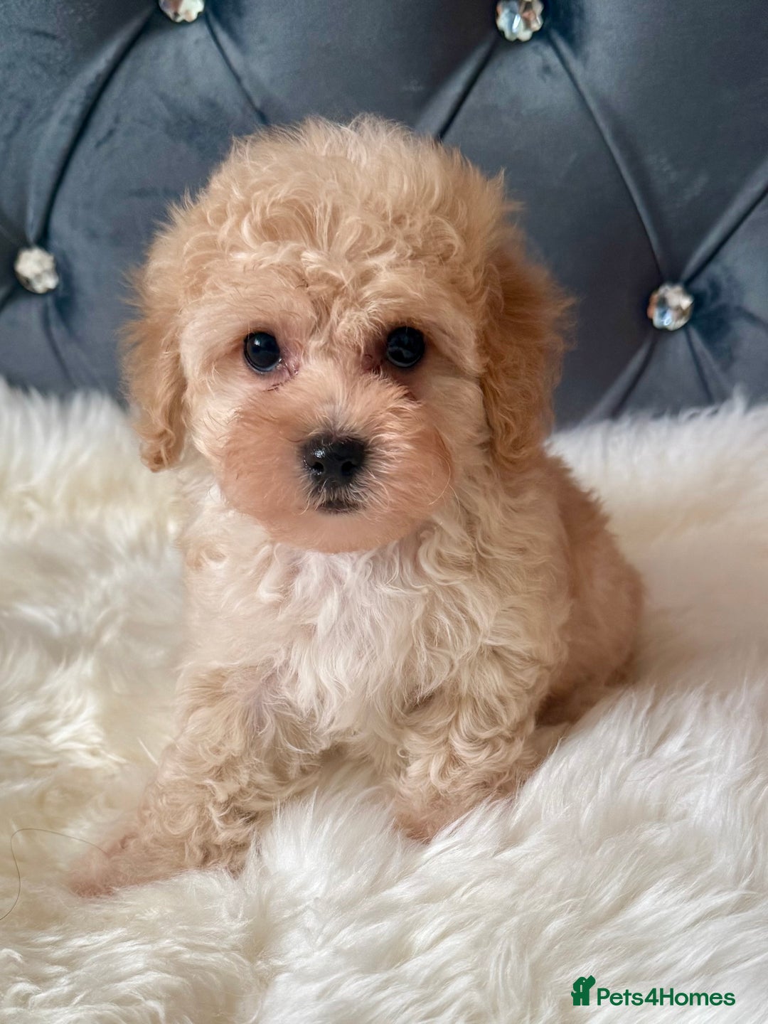 Maltipoo dogs for sale: BEAUTIFUL MALTIPOO PUPPIES READY TO LEAVE!  in Manchester - Image 1