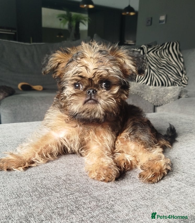 Griffon Bruxellois dogs Beautiful little boy  - Advert 1