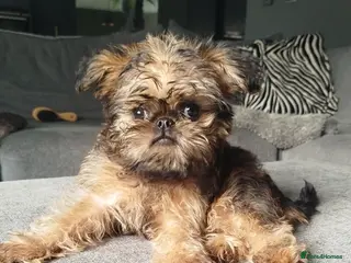 Griffon Bruxellois dogs Beautiful little boy - Advert 1