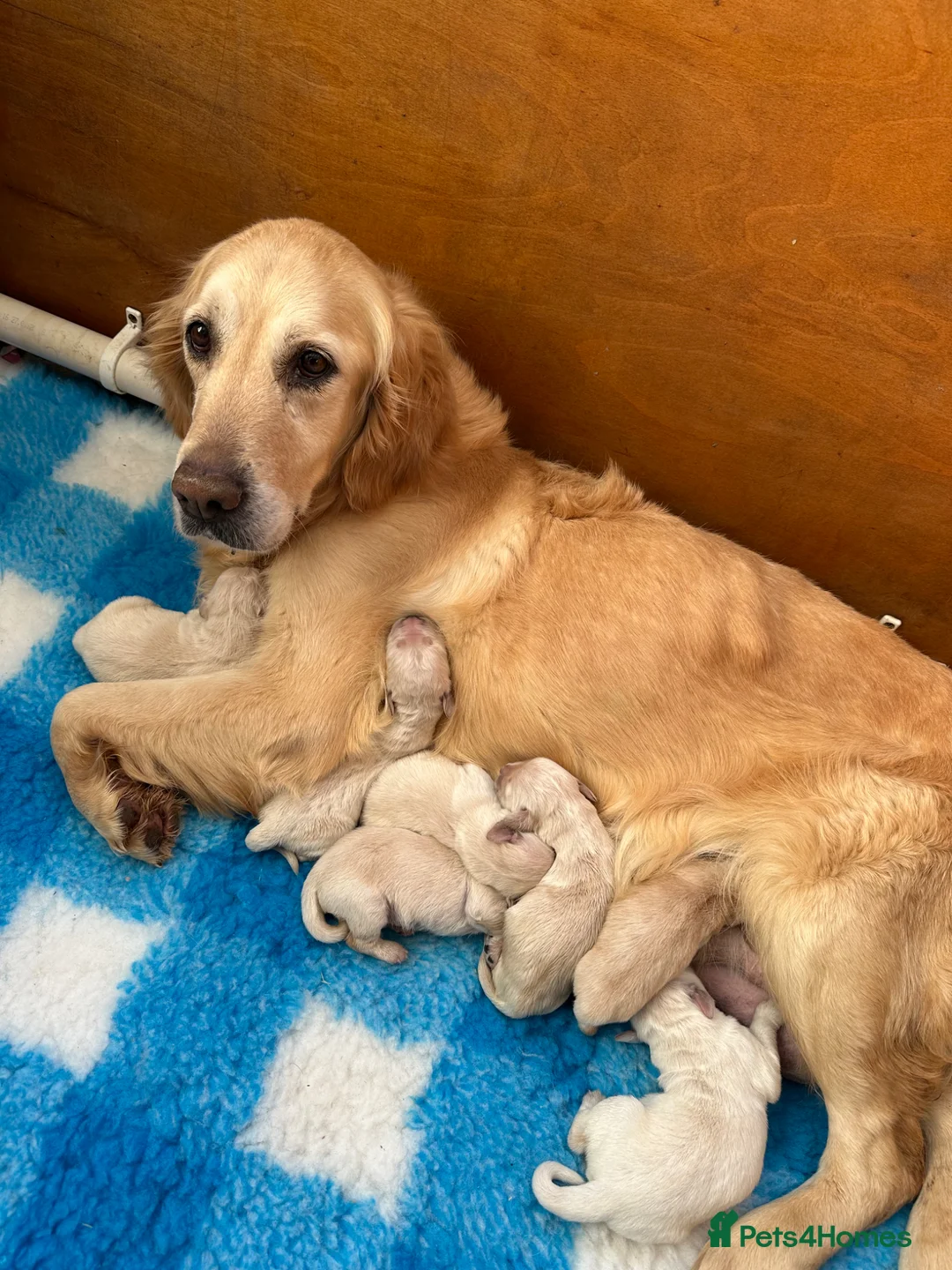 Golden Retriever dogs for sale: Golden Retriever Puppies  - Advert 9