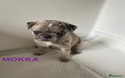 Pug dogs for sale: Pug Puppies  - Image 24