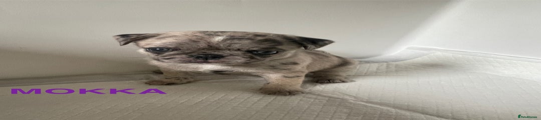 Mokka