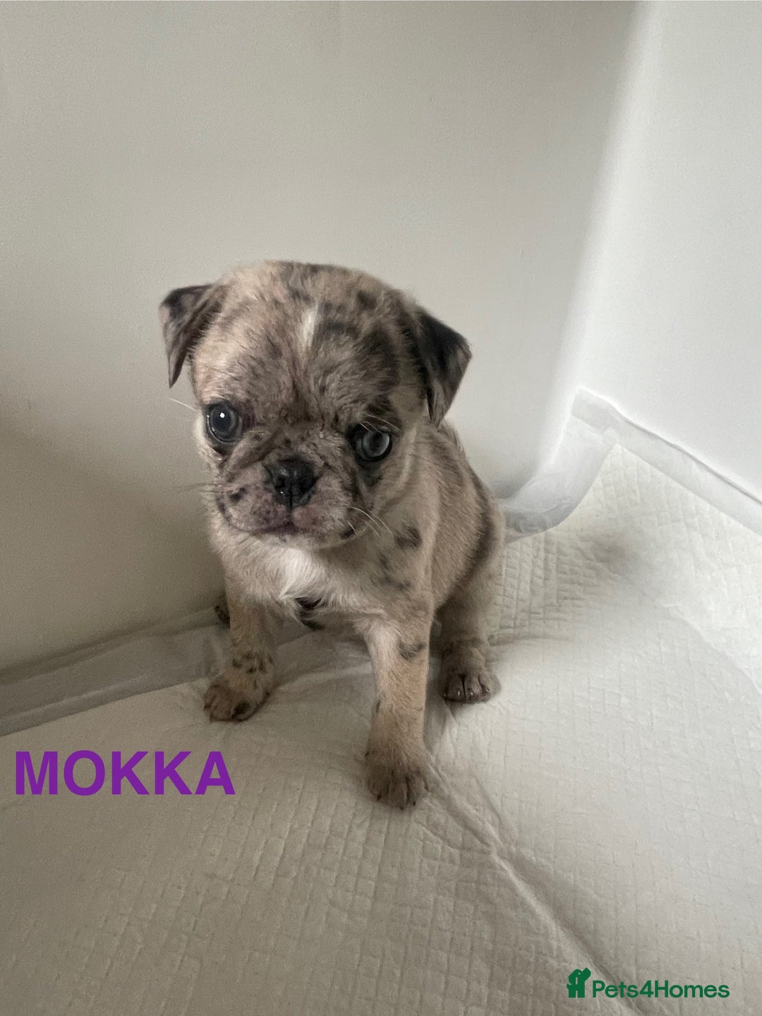 Pug dogs for sale: Pug Puppies  - Image 24