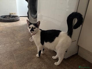 Mixed Breed cats for sale: Beautiful Mixed Breed Kittens for Sale - Advert 1