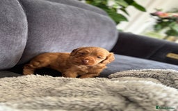 Cockapoo dogs for sale: Female Cockapoo - Image 1