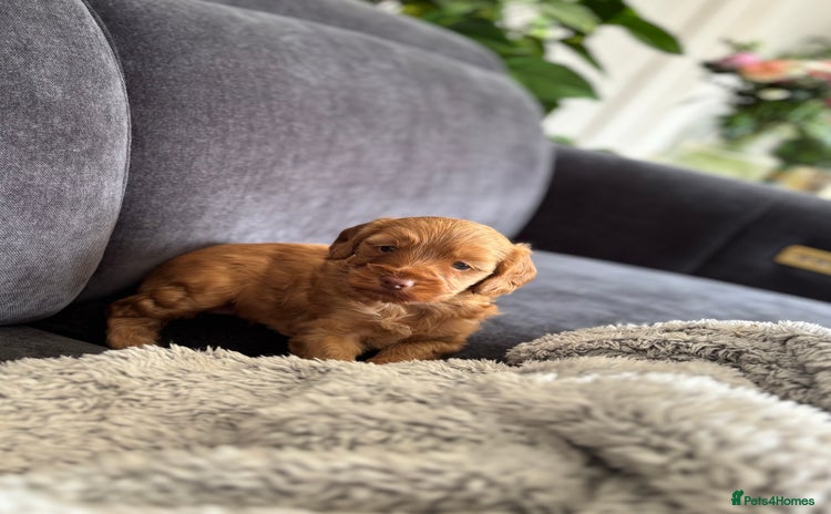 Cockapoo dogs - Advert 4