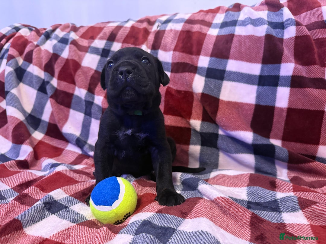 Cane Corso dogs for sale: ONE & ONLY UK LITTER DEL DYRIUM BLOOD LINES  🖤  - Advert 11