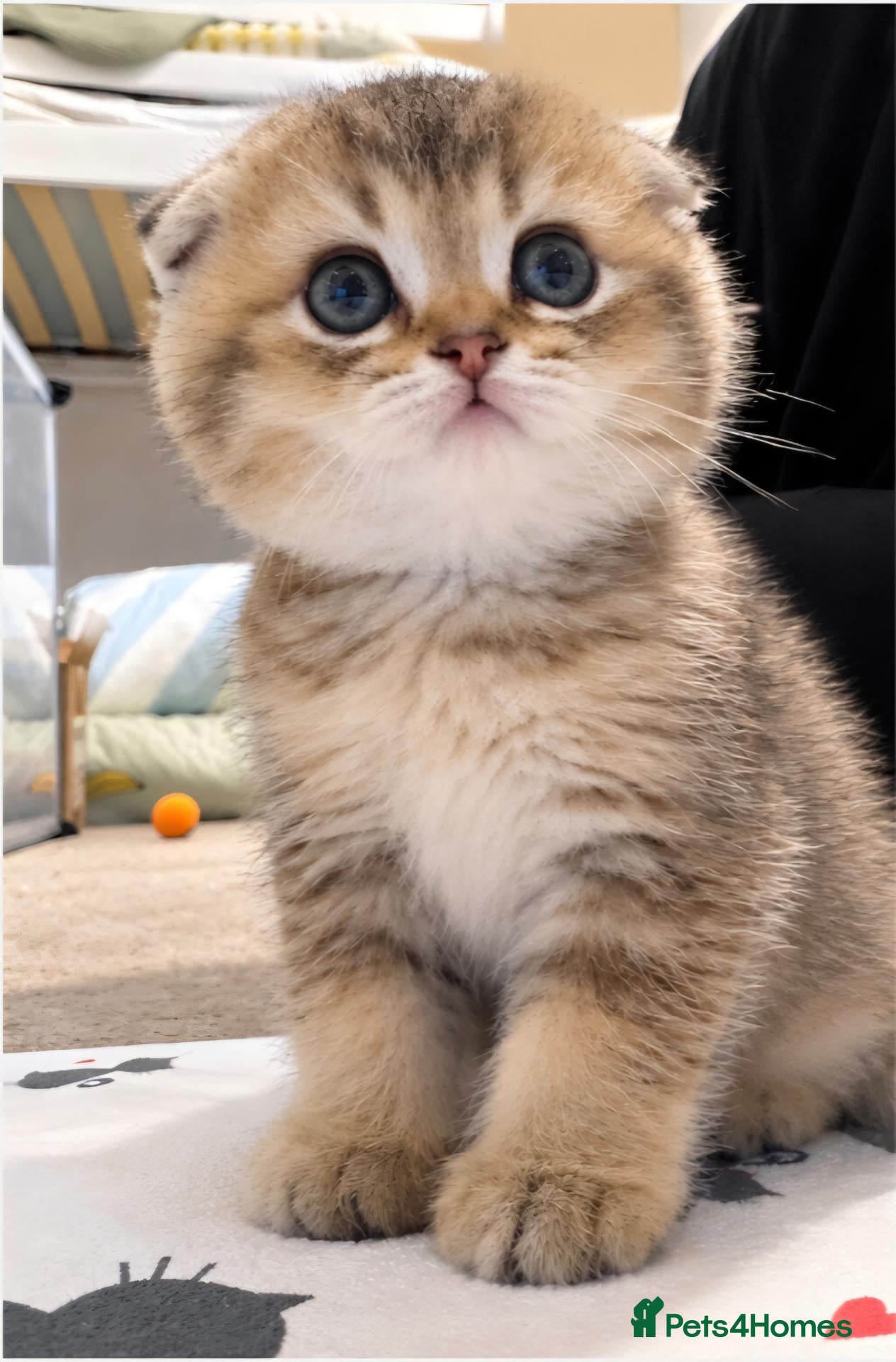 Mixed Breed cats Beautiful Scottish folds - 2 males Left - Advert 3