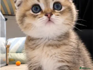 Mixed Breed cats Beautiful Scottish folds - 2 males Left - Advert 3