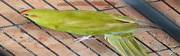 Parakeets birds for sale: Kakariki hen Cinnamon kakariki girl  - Advert 10