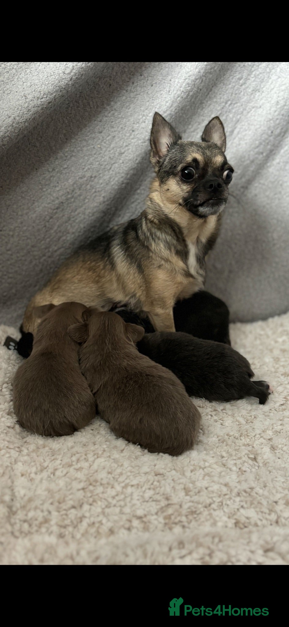 Chihuahua dogs Stunning chihuahua pups READY TO LEAVE  - Advert 1