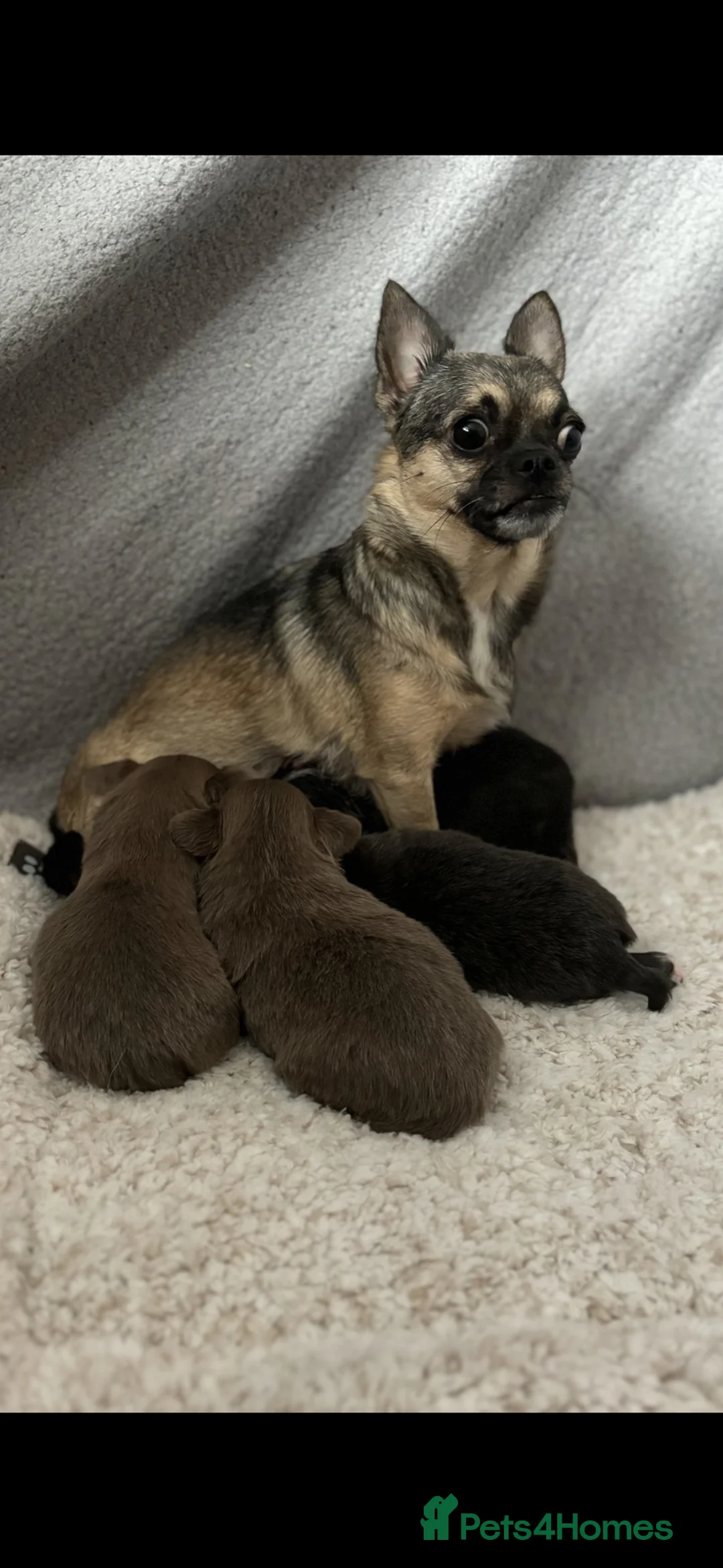 Chihuahua dogs for sale: Stunning chihuahua pups READY TO LEAVE  - Advert 1