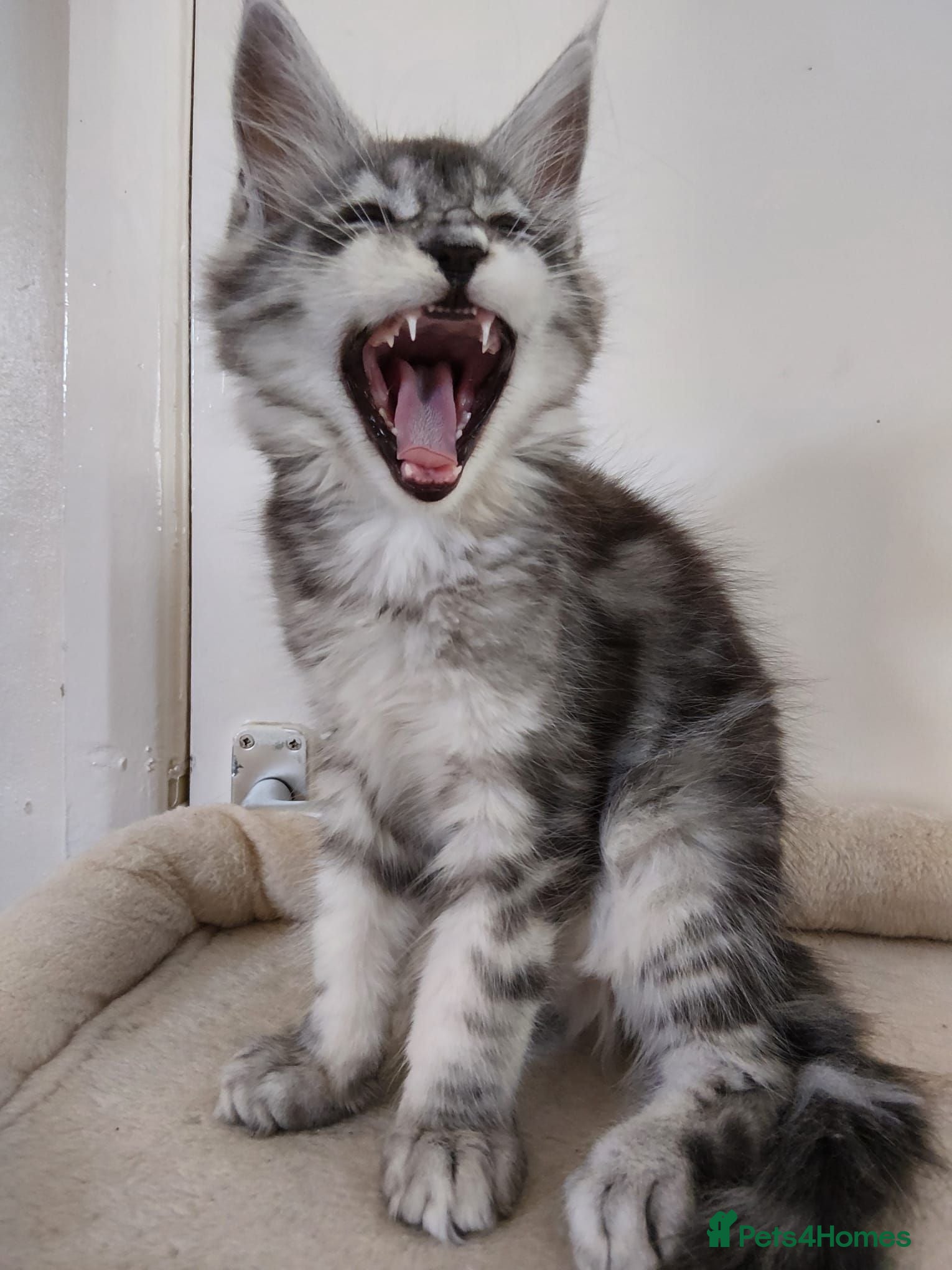 Maine Coon cats 😊Beautiful TICA registered Maine Coon Kittens😊  - Advert 1