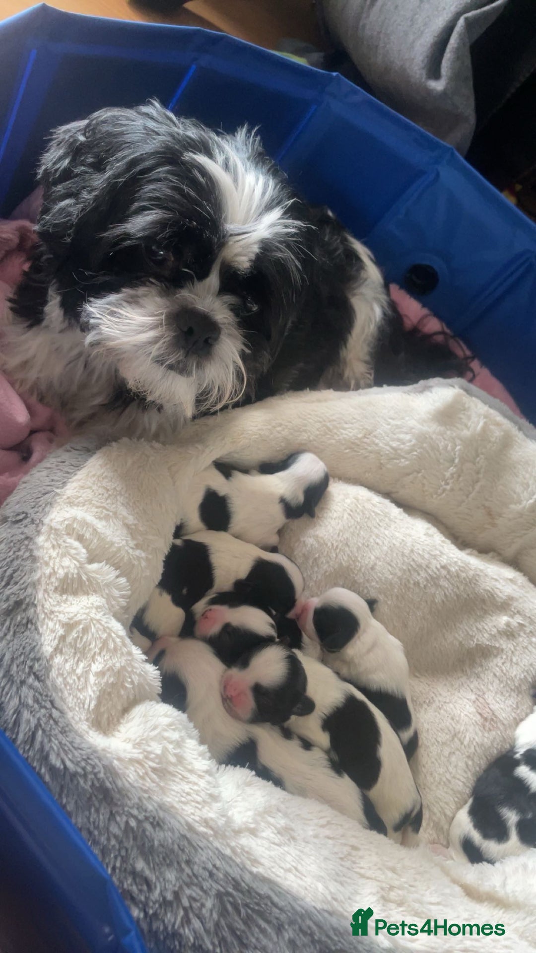 Shih Tzu dogs for sale: Shih Tzu Puppy for Sale - Image 4