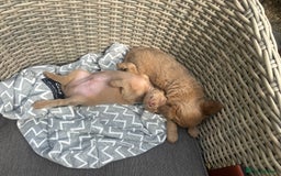 Chihuahua dogs for sale: Last Pup left! Ready for his new home!  - Image 19