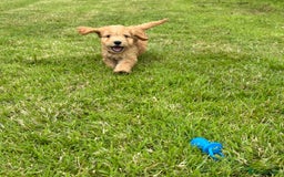 Cockapoo dogs for sale: Fantastic cockerpoos ready for new homes - Image 1