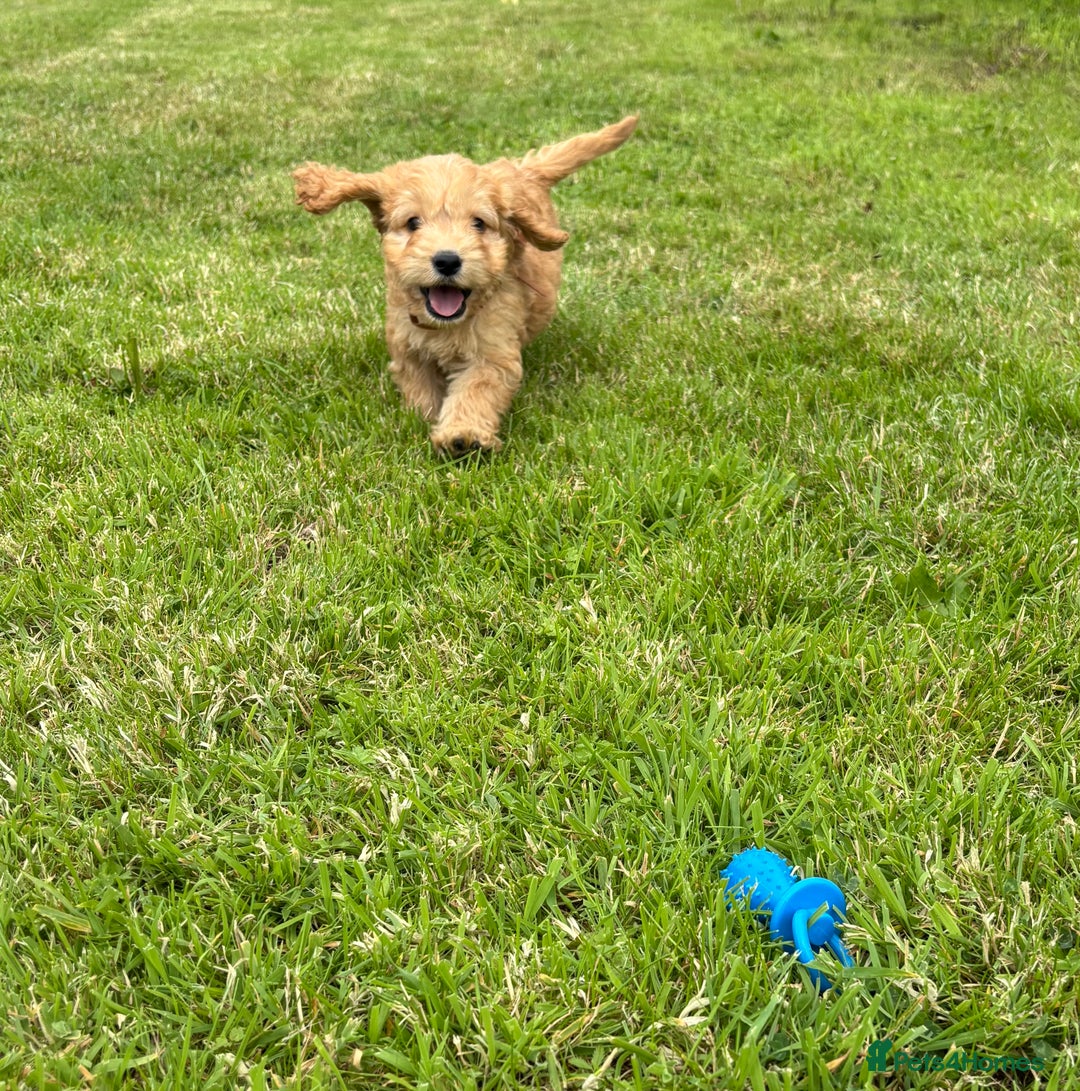 Cockapoo dogs for sale: Fantastic cockerpoos ready for new homes - Image 1