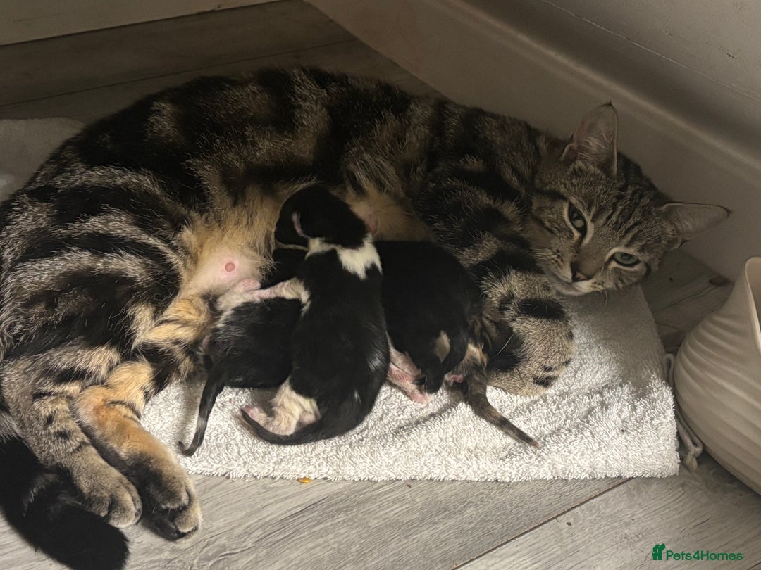 Domestic Shorthair cats for sale: FREE FREE FREE!!! black and white male kittens - Image 3