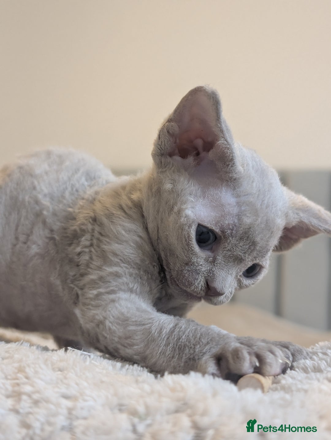 Devon Rex cats for sale: Beautiful Lilac boy available ♥️ - Advert 15