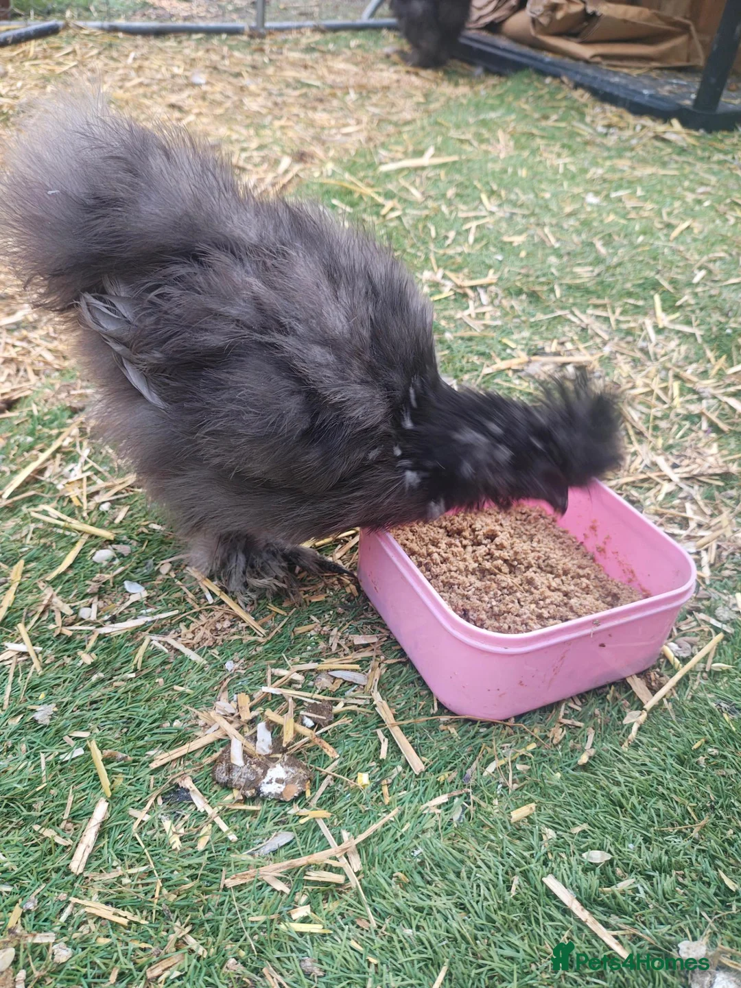 Chickens poultry for sale: 2 silkies unsexed - Advert 1